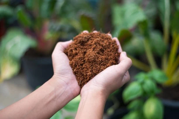 Looking for Coco Coir Nearme; A Comprehensive Guide, to Using Coco Peat Soil in Gardening and Horticulture