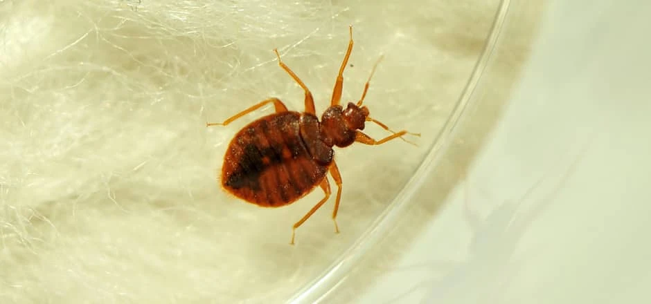 How to Get Relief from Bed Bugs in Murfreesboro