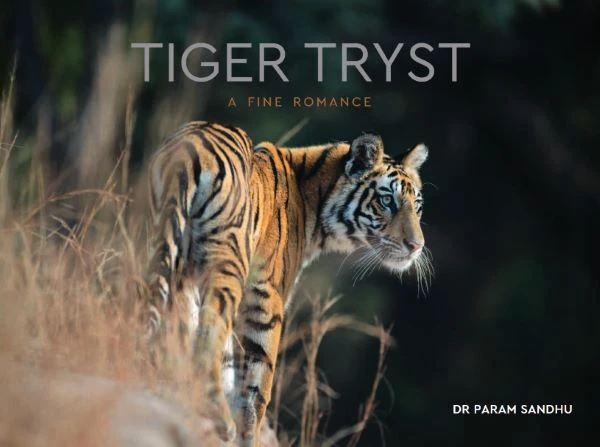 Preserving India's Bengal Tigers: The Vital Role of Wildlife Reserves