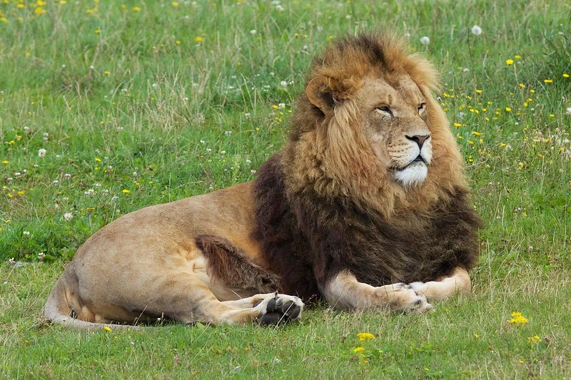 Explore The Natural Beauty of Flora and Fauna in Gir National Park