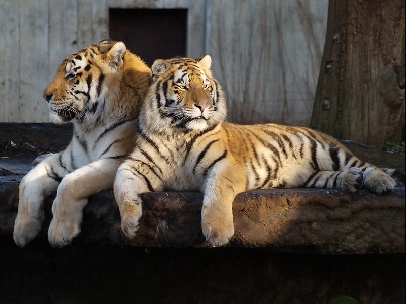 Infighting For Territorial Possession, Killed T-102 Cub At Ranthambore National Park