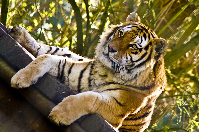 Tigress T-69 Gave Birth To Two Little Cubs In Ranthambore National Park