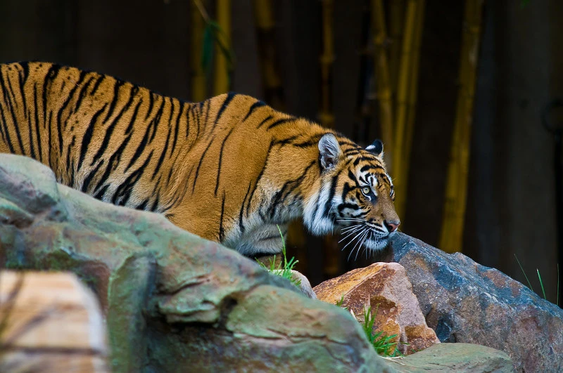 Two Baby Panther Checked-in, a Luxury Hotel in Ranthambore