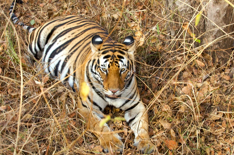 Kala Gaura Temple of Ranthambore – A Replica of Hindu Culture