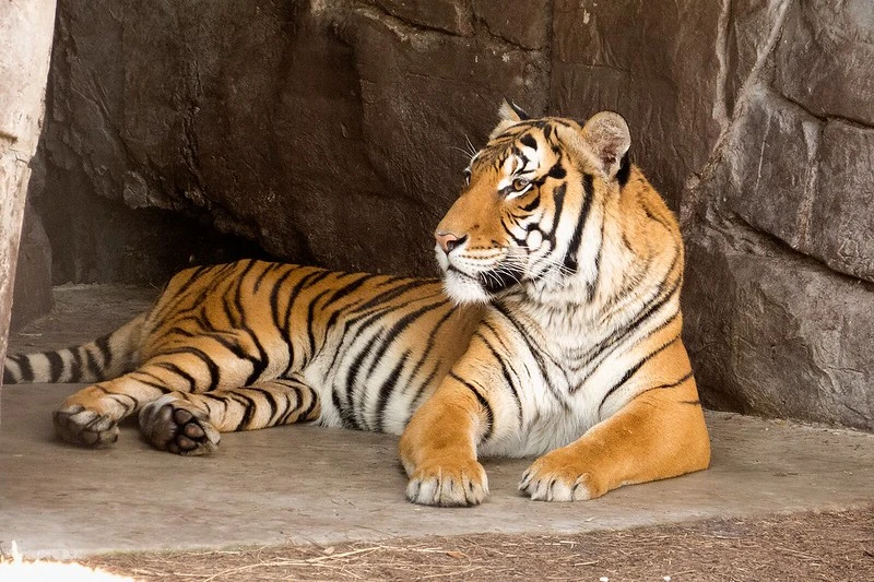 An Increase In The Entry Rates May Embarrass The Wildlife Lovers Of Ranthambore