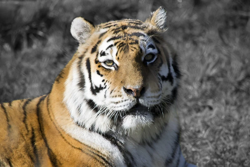 The Much Admired Trip to Ranthambore; When Celebrities Get Hitched at the Park