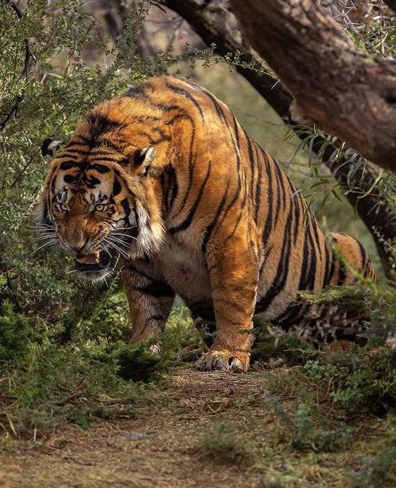A Sight of Some Rare Species Living in the Ranthambore National Park