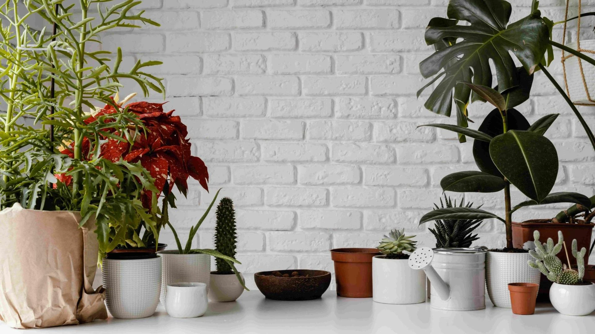 Why You Need Indoor Plants in the Working Environment