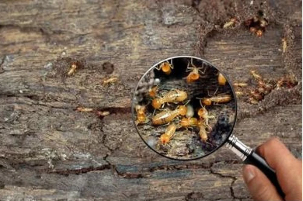 Why Pest Control Termite Treatment is Essential for Your Home