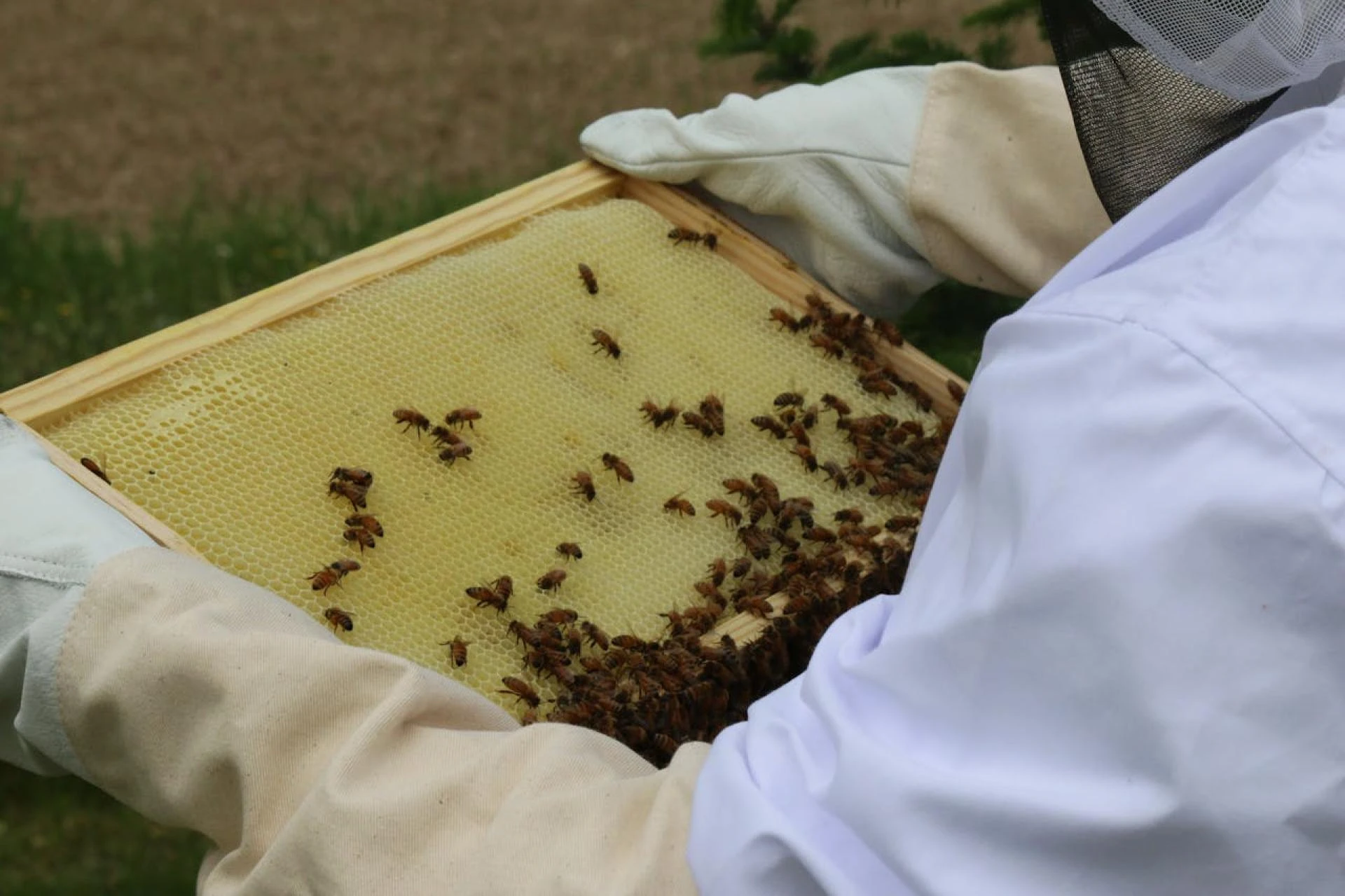 How to Choose the Right Beehive for Your Beekeeping Needs