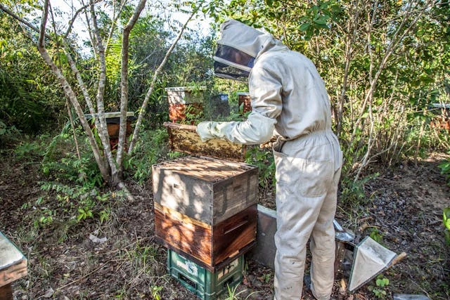 Choosing the Right Beekeeping Equipment for Your Needs