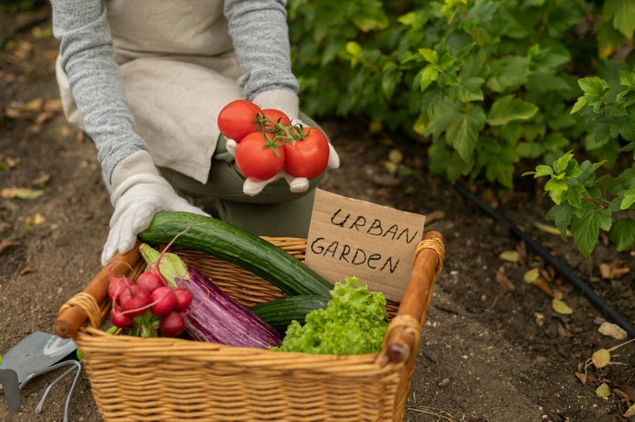 Expert Tips for Growing a Beautiful Home Garden