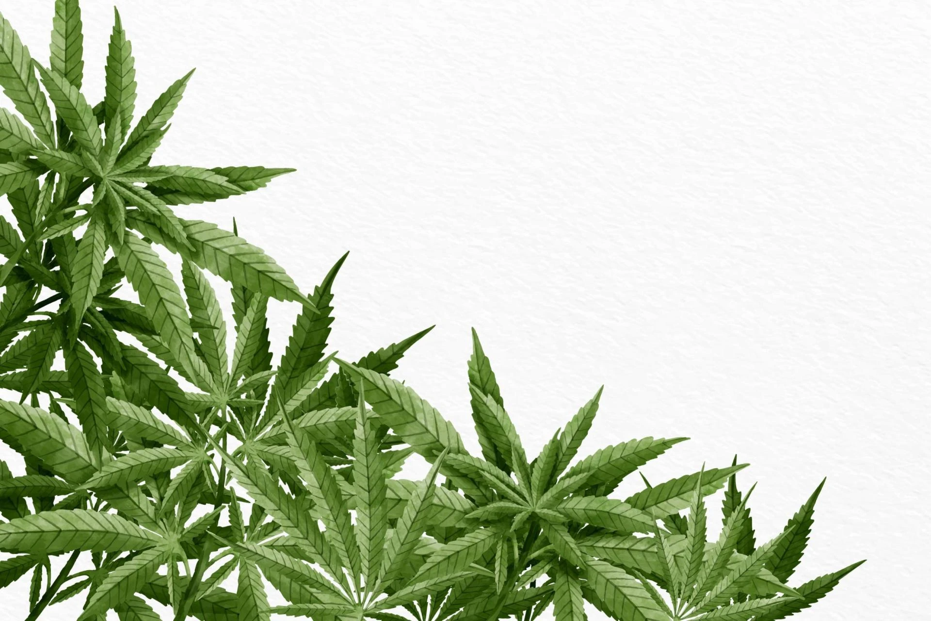 The Economics of Cannabis: From Black Market to Legal Industry