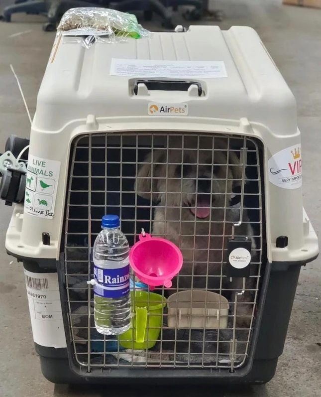 AirPets India: Trusted Dog Relocation Services in India