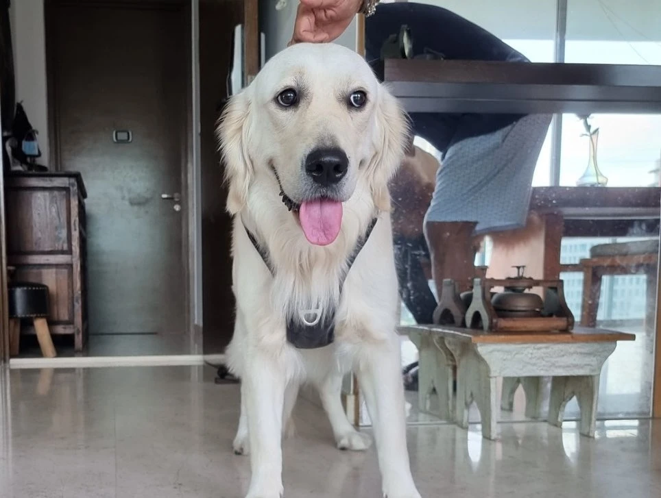 Best Pet Boarding Services in Delhi