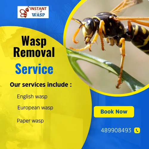 Peace of Mind: Expert Wasp Removal in Gardenvale