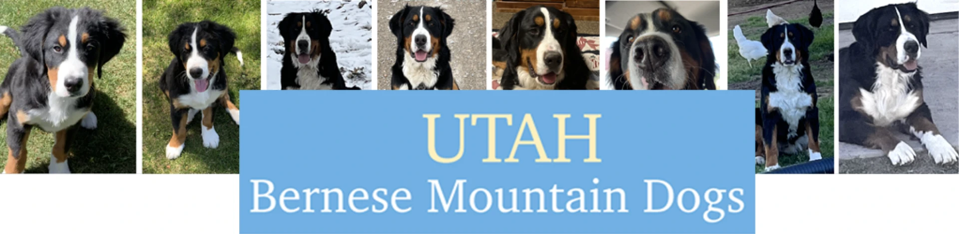 Learn the theory in six points to choose the most affordable pet supplies in Utah