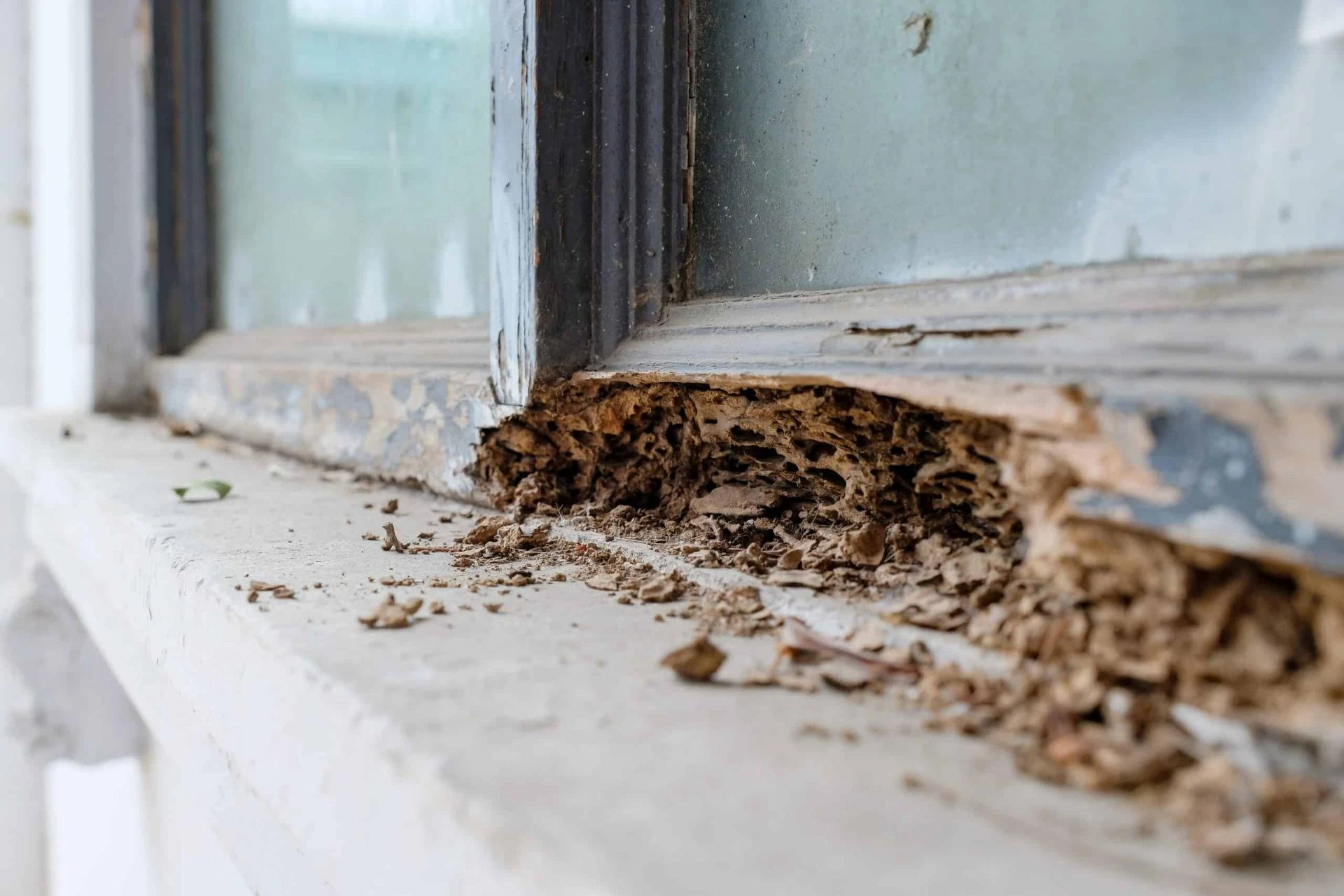 A Complete Guide To Termite Inspection in the USA