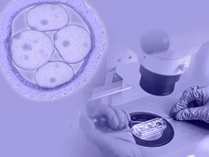 Embryology courses – What you need to know?