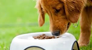 Gluten-free Pet Food Market Is Anticipated Grow Aggressively During 2021 To 2030 | GET FLAT 20% OFF
