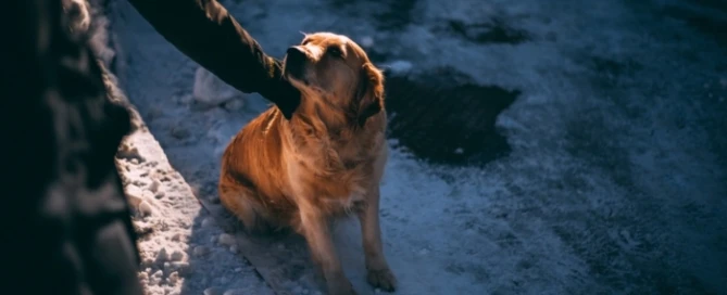 How emotional support animal can improve the quality of your life?