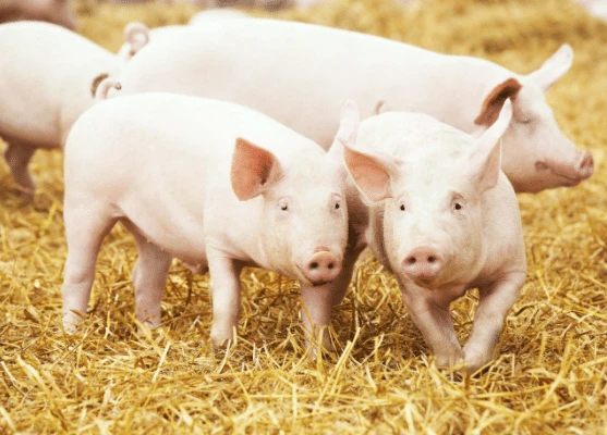 What kind of pig farm is regarded as an intelligent pig farm?