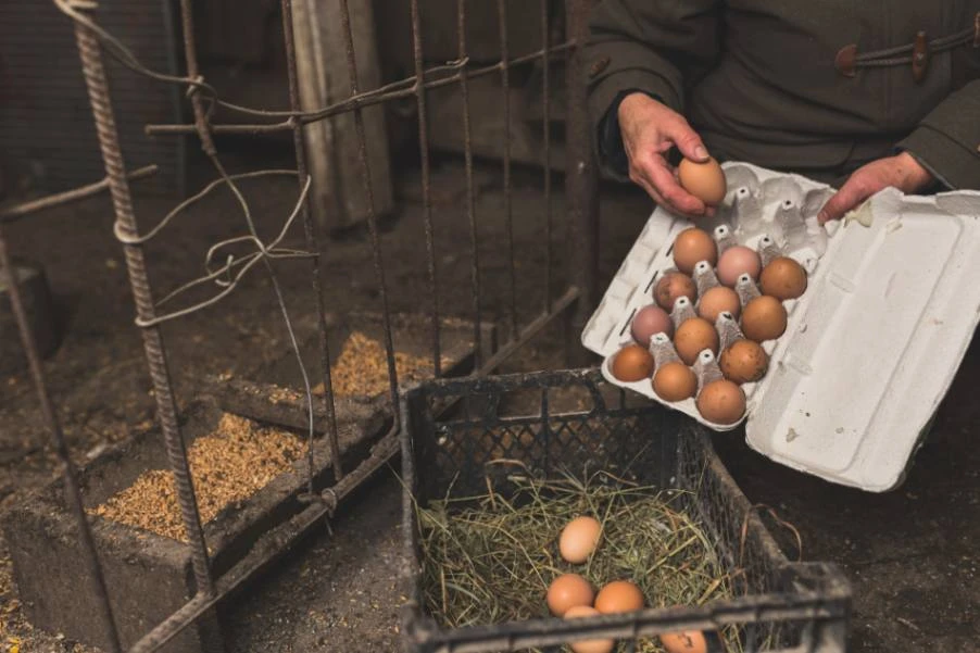 TijaraHub's Top Tips for Choosing a Reliable Wholesale Egg Supplier