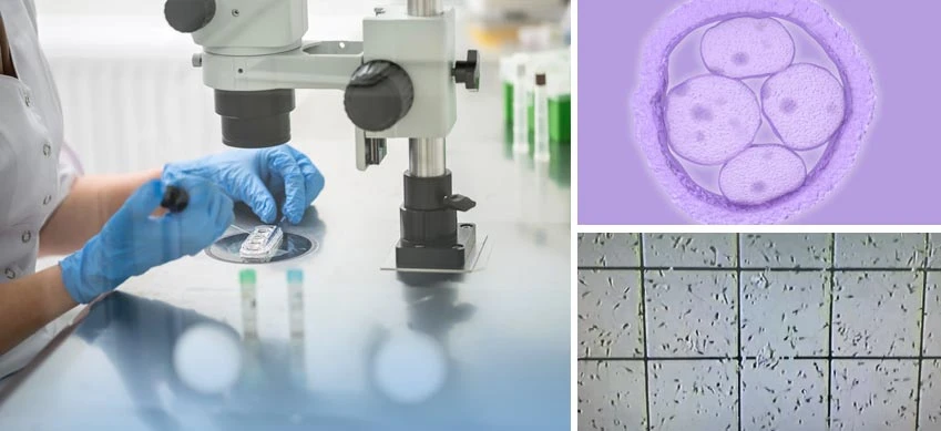 Embryology courses – What you need to know?