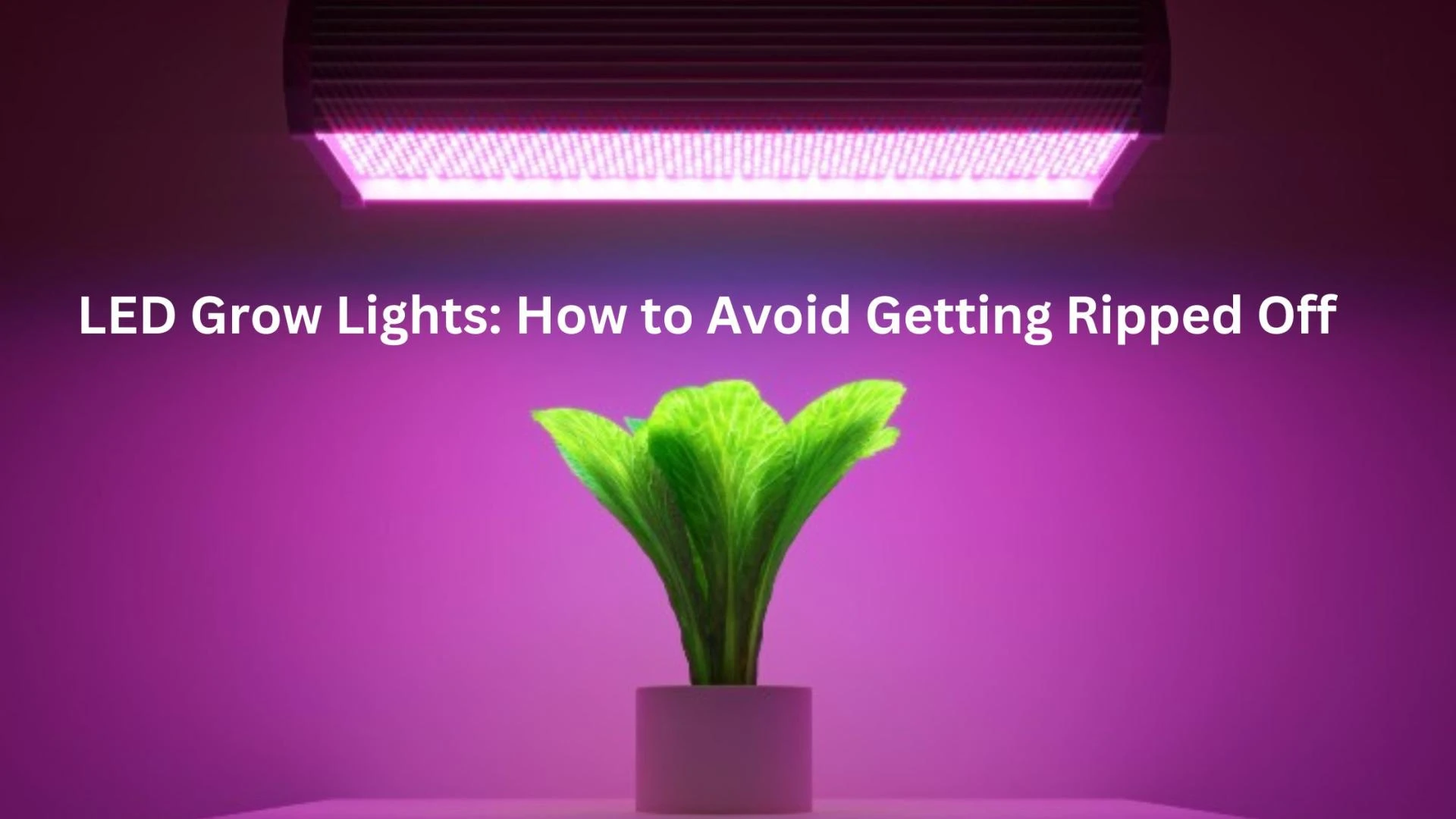 LED Grow Lights: How to Avoid Getting Ripped Off