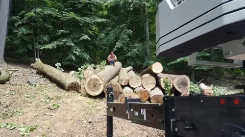 Why You Should Invest in Professional Tree Services for Your Property