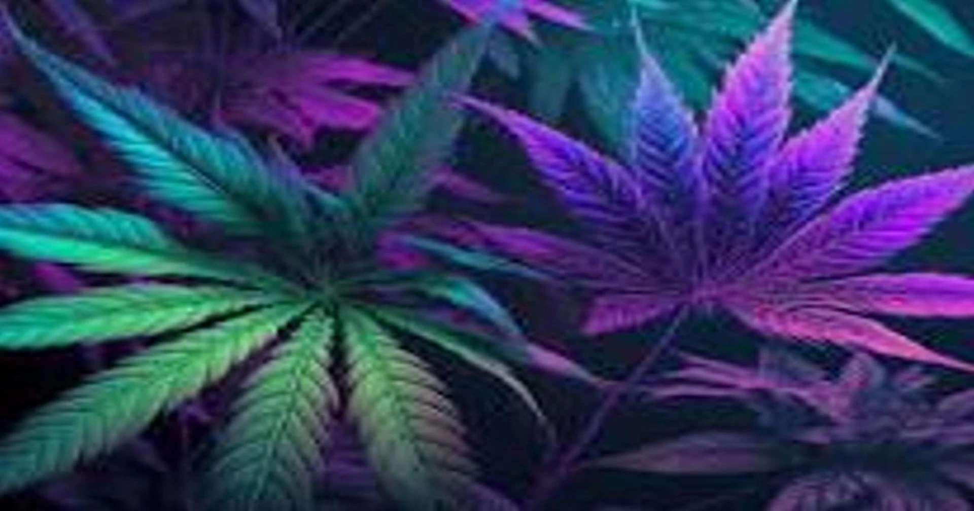 Exploring the Buzz: Weed Dispensary in Virginia