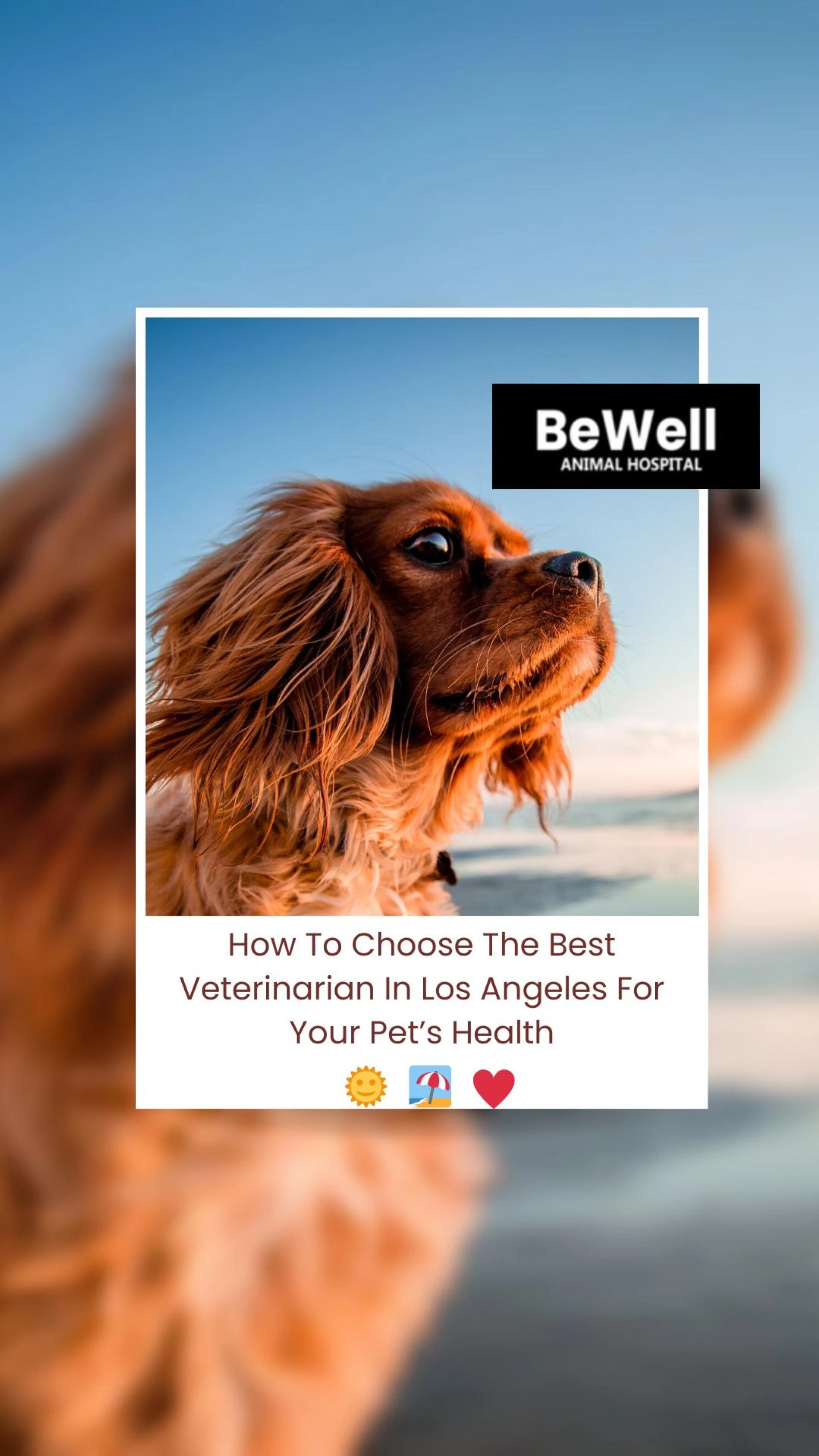 How To Choose The Best Veterinarian In Los Angeles For Your Pet’s Health