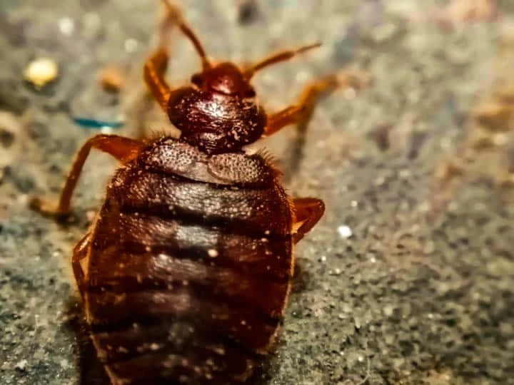 BED BUG HEAT TREATMENT METHOD WITHIN CAMBRIDGE - WHAT IS THE CHARGE?