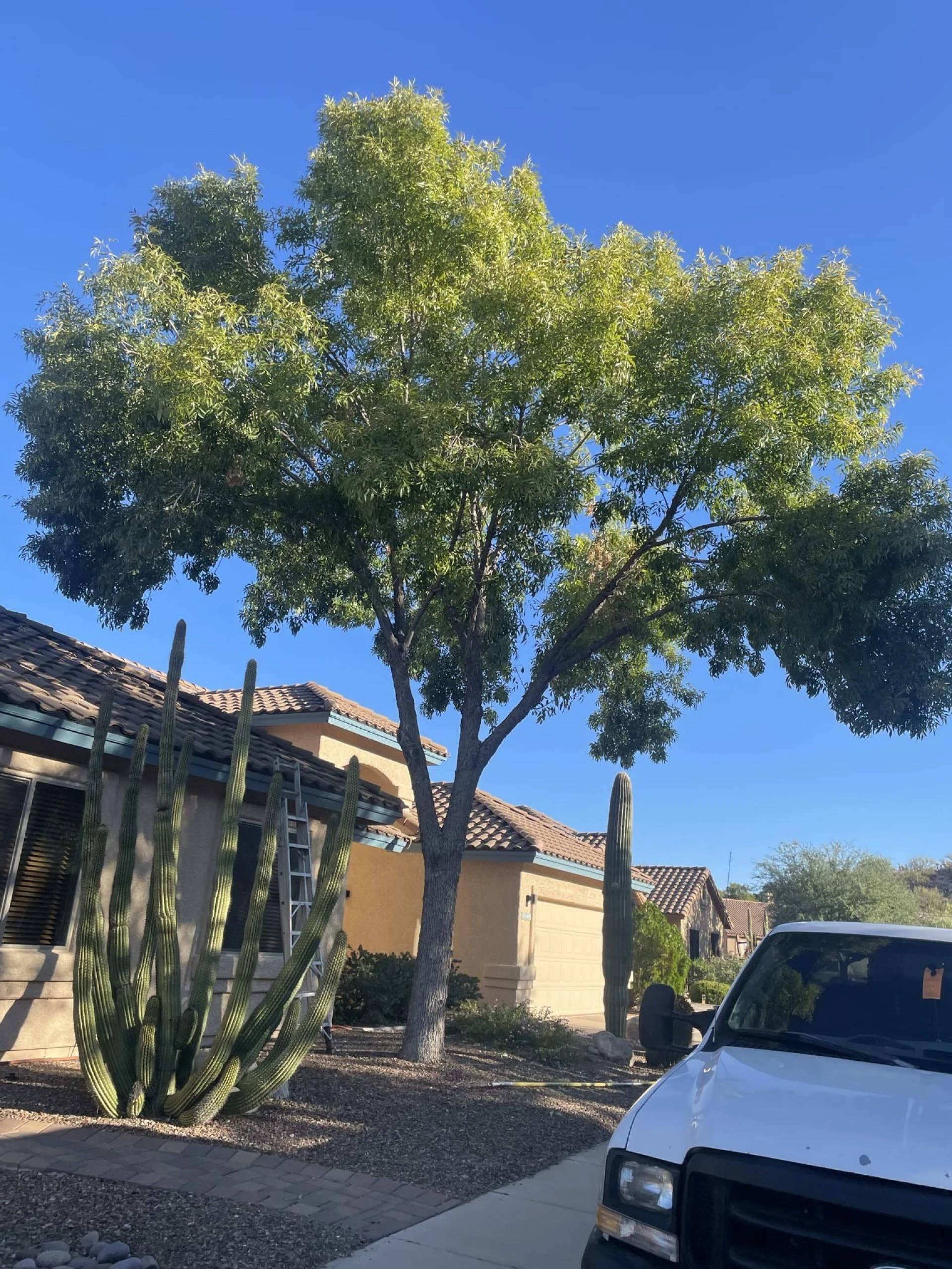 Discover the Ultimate Landscaping Solutions with Arizona Sunset Landscaping in Tucson, AZ