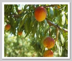 Agriculture Spray Oil Market Agriculture Spray