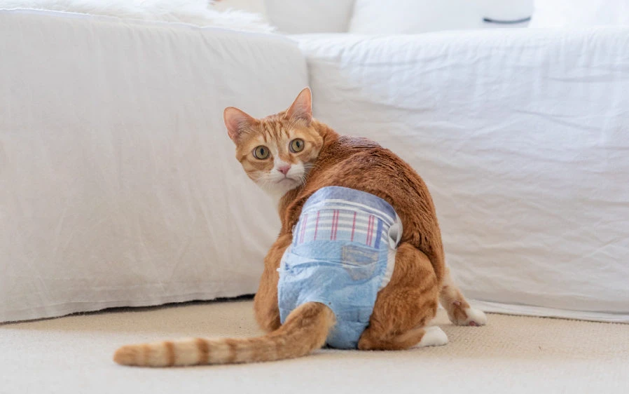  The Ultimate Guide to Cat Diapers: Everything You Need to Know