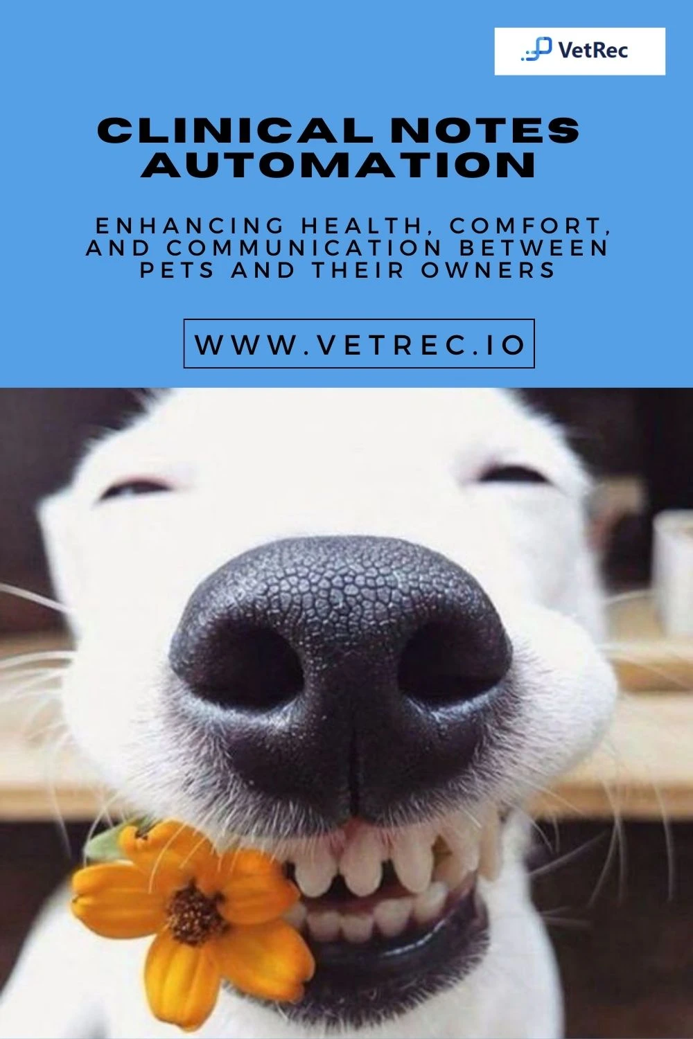 Venturing into the realm of Veterinary Medicine