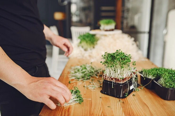 Why Should You Choose Sattvishtik's Diy Microgreen Kit?