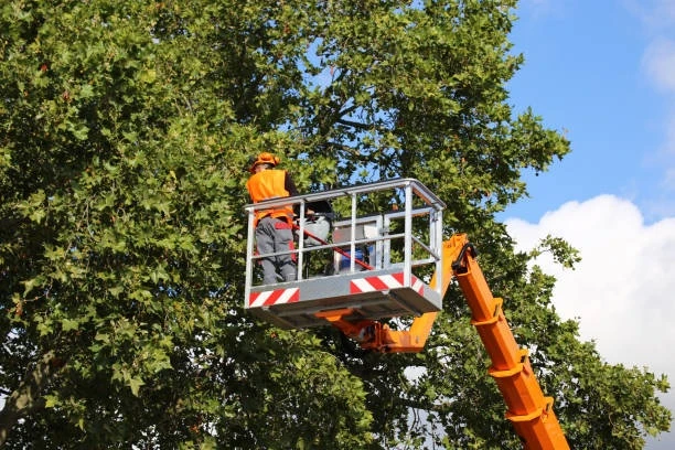 Comprehensive Arborist Tree Service in Calgary- Why Evergreen Ltd. Stands Out