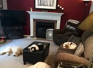 Finding the Perfect Dog Sitter/ House Sitter in West Chester and Philadelphia, PA