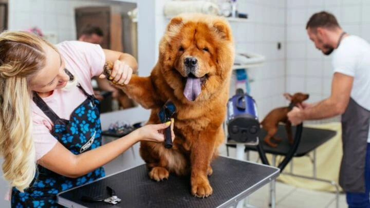 Pet Grooming Market Trends, Demand, Analysis and Forecast 2022-2027