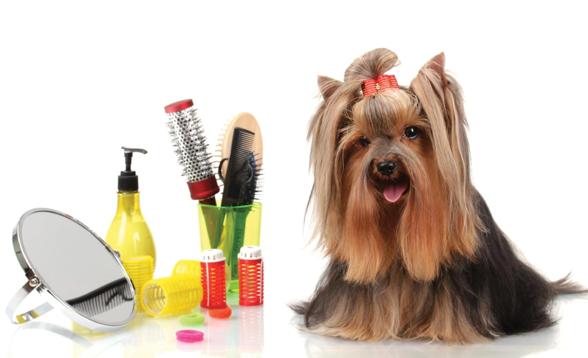 Pet Grooming Market Global Demand, Analysis and Forecast 2022-2027