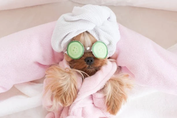 Pamper Your Pooch: A Spa Day at Bubbles Dog Salon in Humboldt County