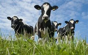 Les Pis de la Vache : Structure, Fonction et Importance dans l'Élevage