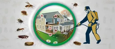 The Best Guide to Effective Pest Control Solutions in Dubai and Abu Dhabi