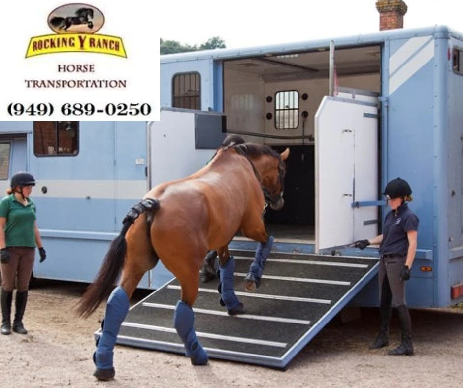 Professional Horse Movers in California: Safety, Comfort, and Expertise