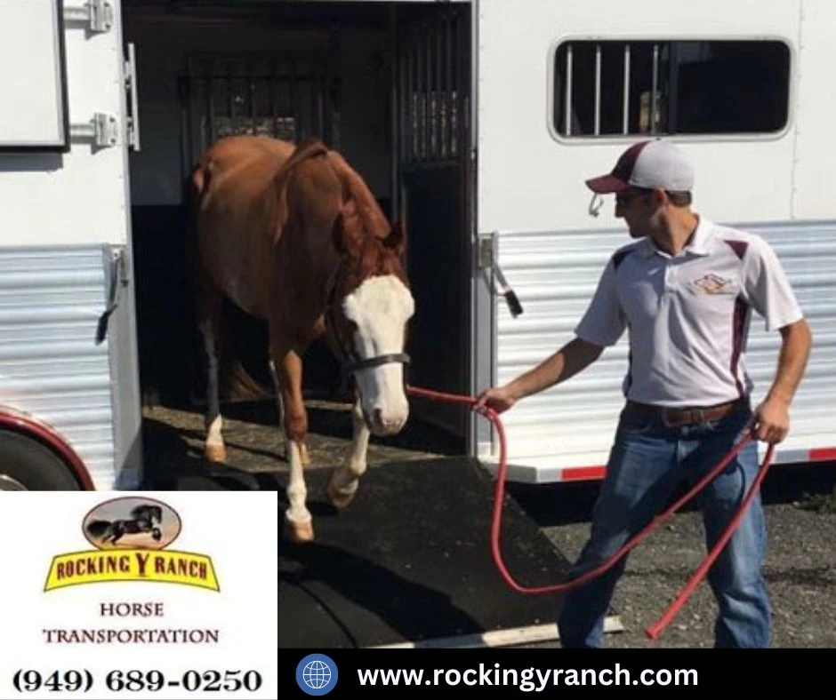 Safe Travels: A Guide to Nationwide Horse Transport