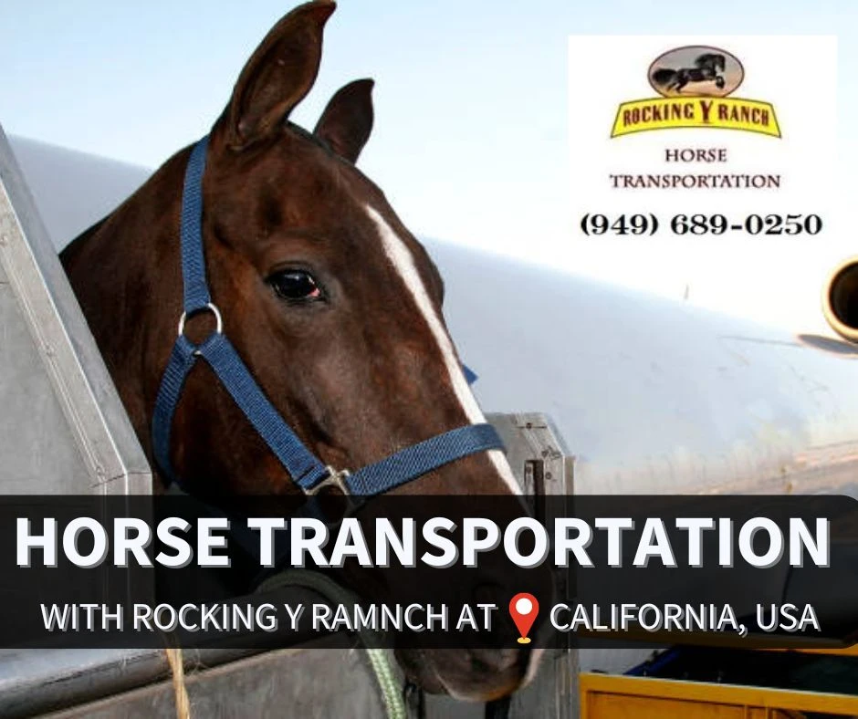 Top 5 Horse Trucking Companies in the USA