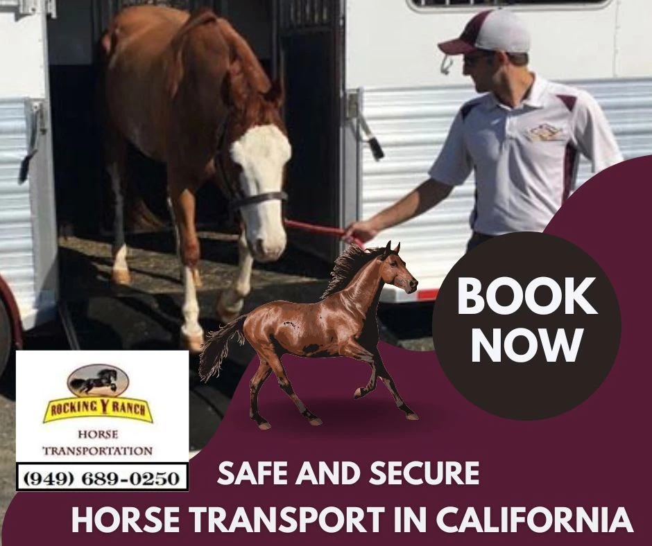 California Horse Transport : Tailored Solutions for Your Equine Companion