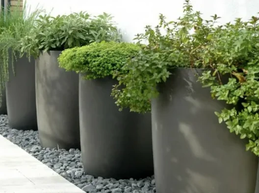 Transform Your Garden with the Top Outdoor Plants in Pakistan